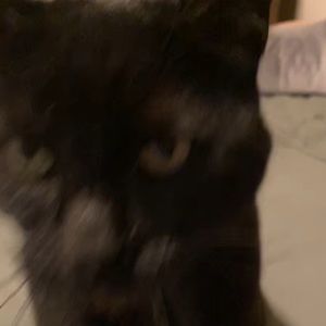 Meet your Posher, Anisa